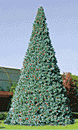 ctree